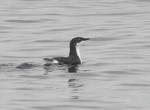 Xantus’s Murrelet